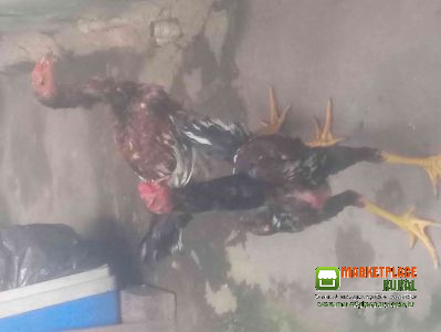 Frango Indio Gigantes