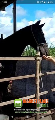 Cavalo Mangalarga