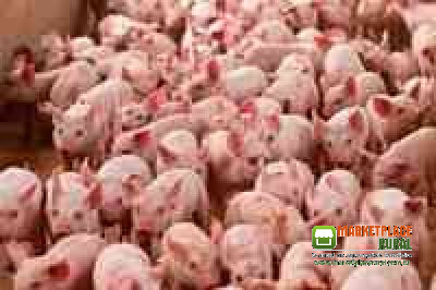 Nutricionista Animal