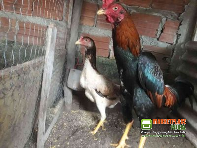 Frangos , Frangas Cariocas