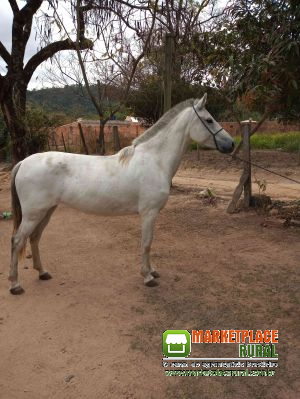 Égua Mangalarga