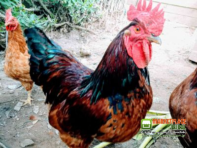 Galo Rhodia Raça Pura