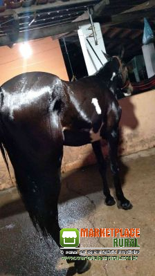 Potra Paint Horse