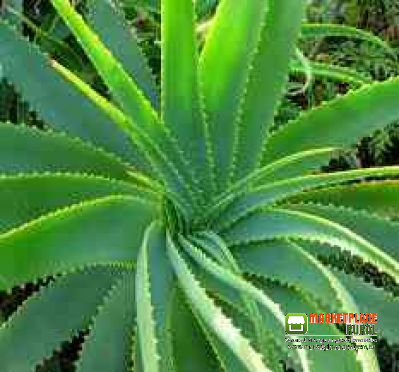 Aloe Vera Barbadensis Müller 300 mudas
