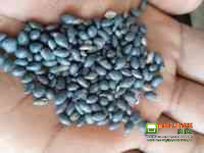 Agro Sementes Sementes Para Pastagens