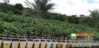 Mudas De Araucária