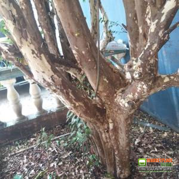 Árvore Frutífera Jabuticaba