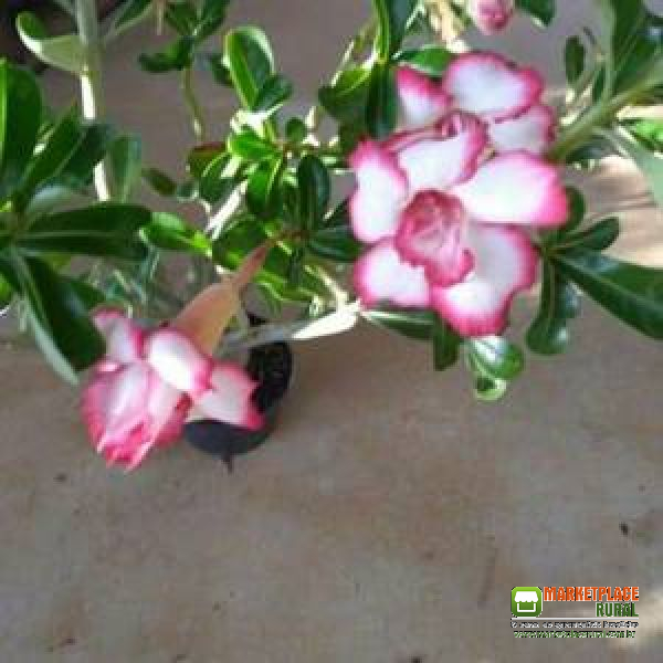 Rosa do Deserto