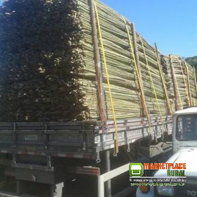 Estacas De Bambu Chinês
