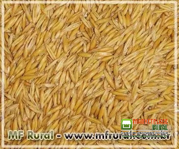 Aveia Branca PH 47 a 54