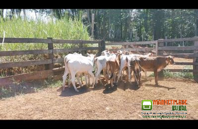 Lote 14 Femeas.