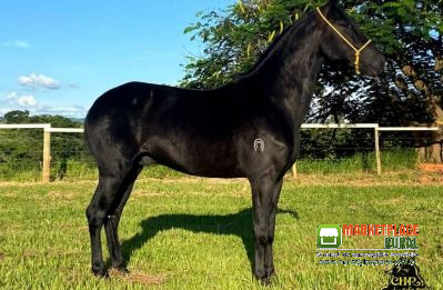 Cavalo Marcha Picada Registrado