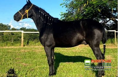 Cavalo Marcha Picada Registrado