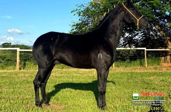 Cavalo Marcha Picada Registrado