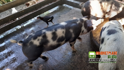 Porcos E Frangos Caipira