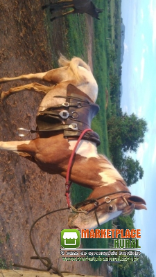 Animais