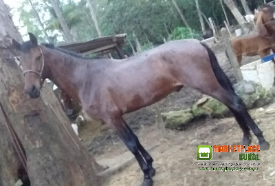 Cavalo MM