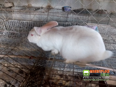 Coelhos