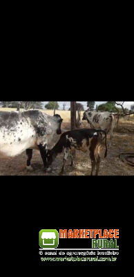 Vaca Leiteira