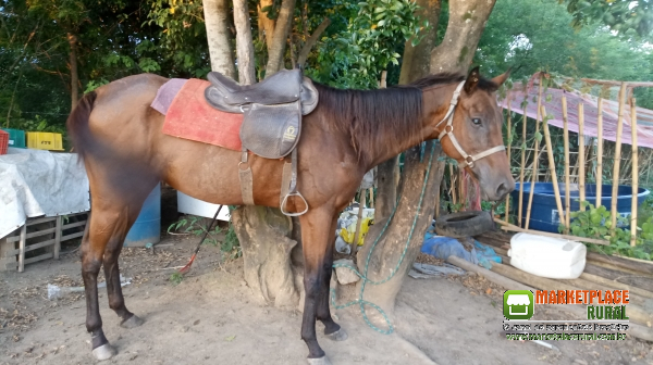Égua Psi