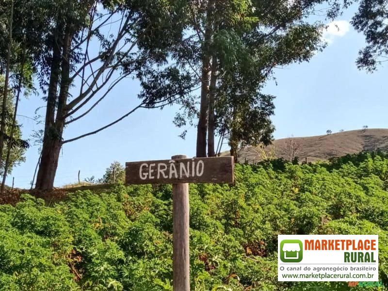Hidrolato de Gerânio Orgânico Certificado