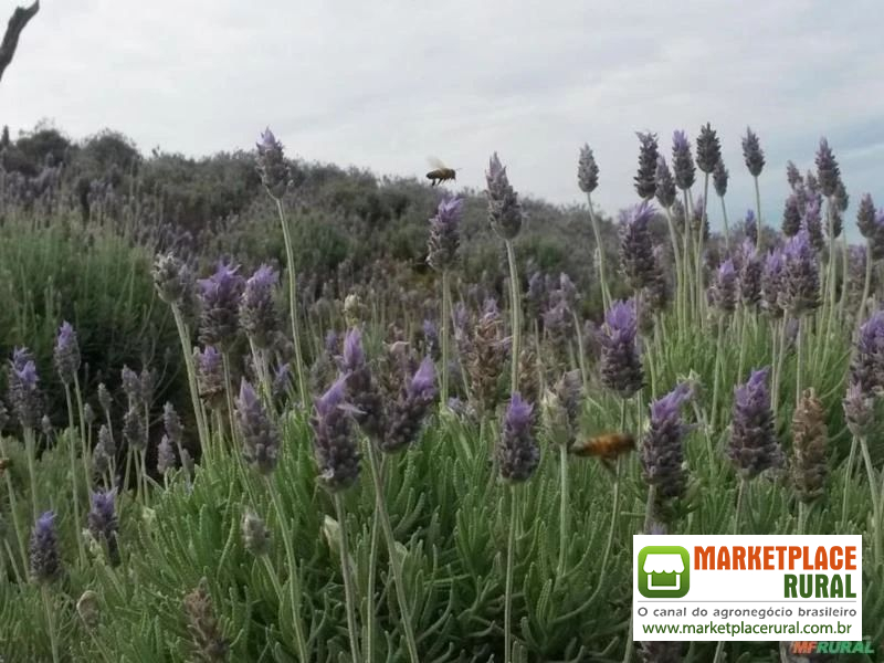 Óleo Essencial de Lavanda Orgânica Certificada