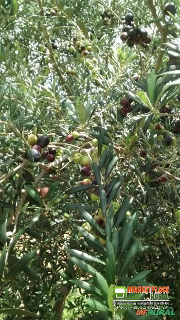 Folhas de Oliveiras Orgânicas Desidratadas