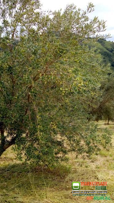 Folhas de Oliveiras Orgânicas Desidratadas