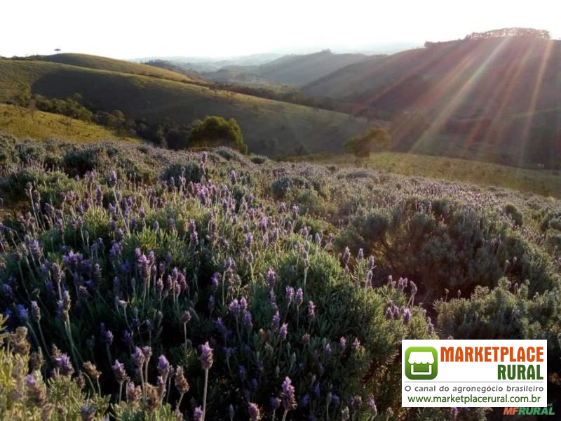 Hidrolato de Lavanda Orgânica Certificada