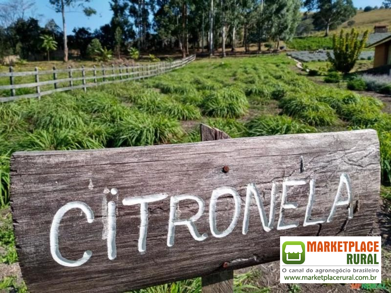 Hidrolato de Citronela Orgânica Certificada
