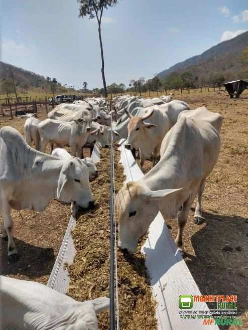 COCHO PARA GADO