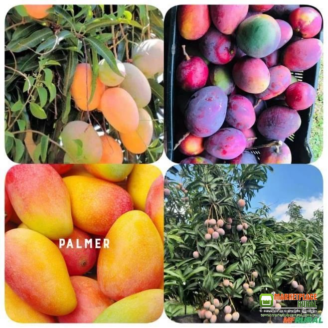 Mudas de Frutas e Variedades