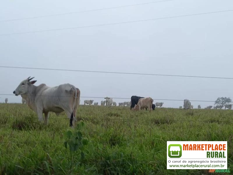 Fazenda agropecuária Minas Gerais, 6.055 hectares, 3.000 cabeças