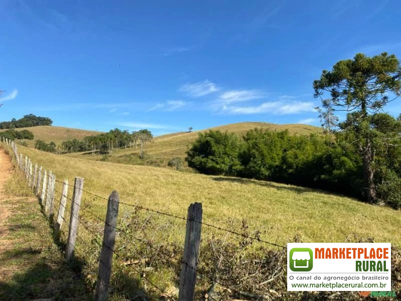 Fazenda em Pinhalzinho SP