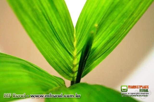 MUDA DE PALMITO PUPUNHA - BACTRIS GASIPAES | MUDA COM 10-20 CM