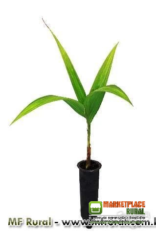 MUDA DE PALMITO PUPUNHA - BACTRIS GASIPAES | MUDA COM 10-20 CM