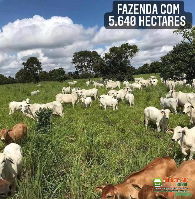 FAZENDA DE PECUÁRIA EM VILA BELA-MT, COM 5.640 HECTARES