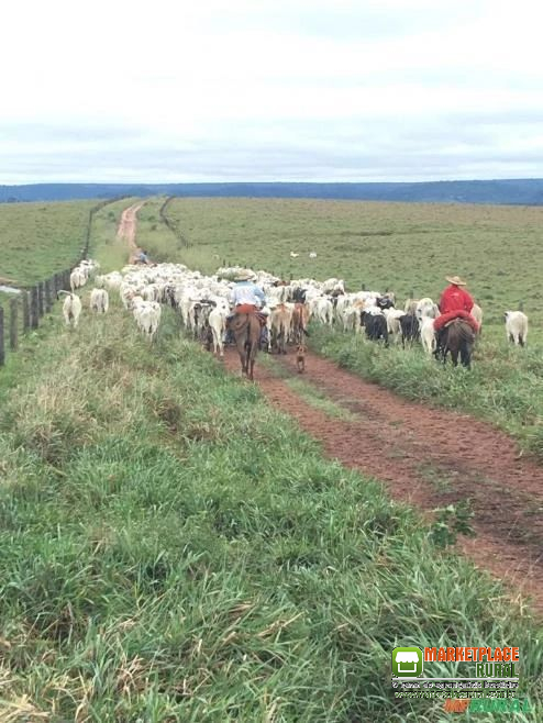 FAZENDA DUPLA APTIDÃO EM ARAPUTANGA-MT