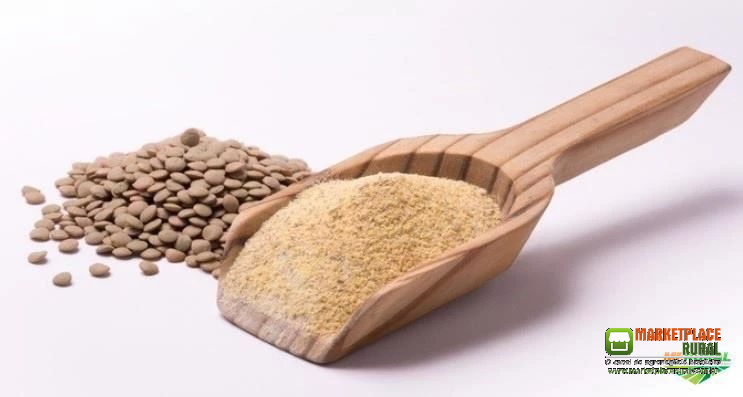 Lentilha desidratada / Farinha de Lentilha