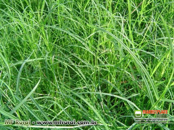 Sementes de Capim Vaquero (CD 90160 + Bermudagrass unhullead) - Semelhante ao TIFTON