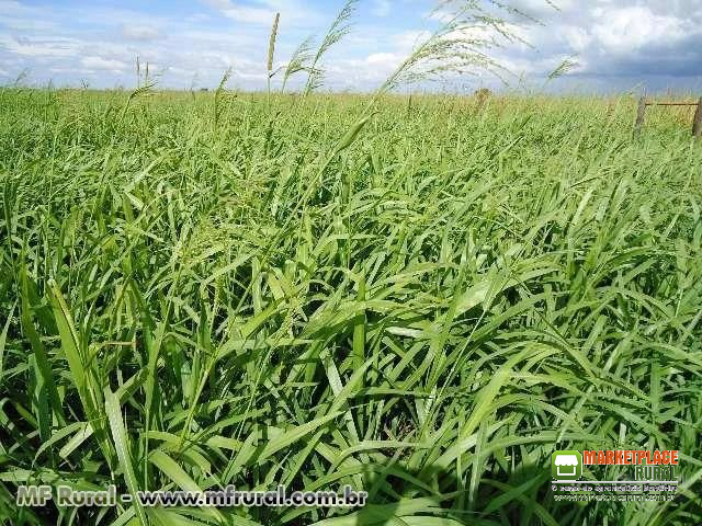 Sementes de Panicum maximum cv. BRS ZURI Incrustadas / Tratadas - EMBRAPA