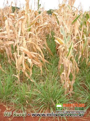 Sementes de BRACHIARIA e ADUBAÇÃO VERDE - PECUARIA, OVINOS, EQUINOS E INTEGRAÇÃO