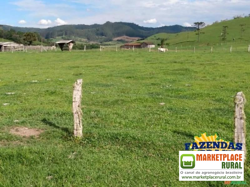Fazenda na região de Rio do Campo- SC com área de 560 hectares é na Fazendas Brasil!!