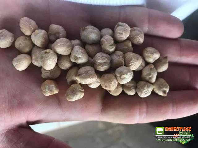 Grão de bico 9 mm