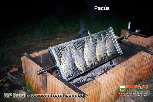 Grelha para churrasco no Rolete