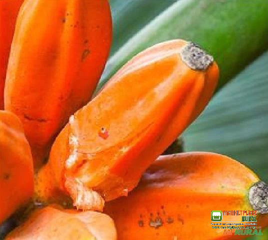 SEMENTES DE MUSA JOHNSII - BANANA MEL DE PAPUA NOVA GUINÉ