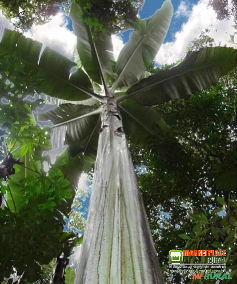 SEMENTES DE BANANA GIGANTE DAS TERRAS ALTAS - MUSA INGENS
