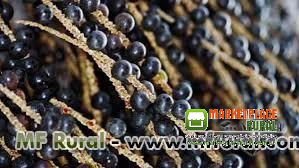 Açaí