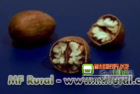 Castanha Noz Pecã