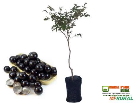 Muda de Jabuticaba Sabará - 2 anos